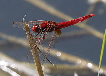 Feuerlibelle (Crocothemis erythraea) - © Gernot Kunz